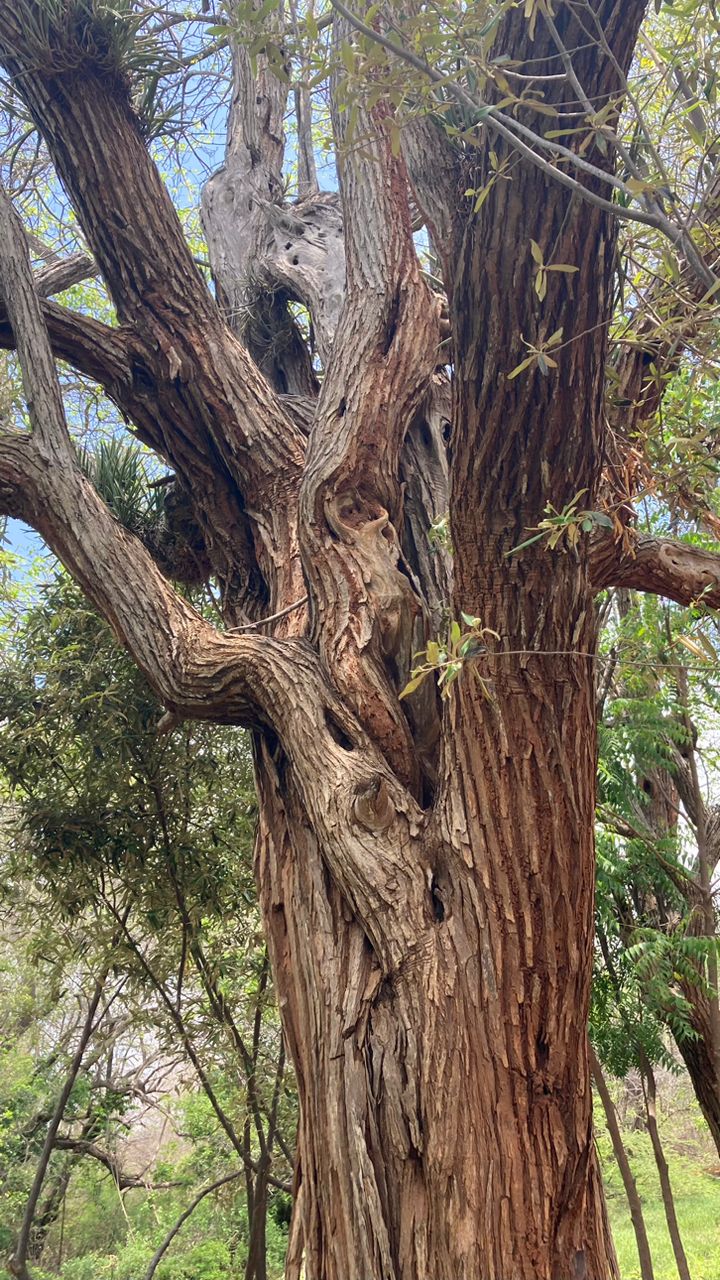 Convocan a 2do concurso fotográfico de árboles de arboles centenarios