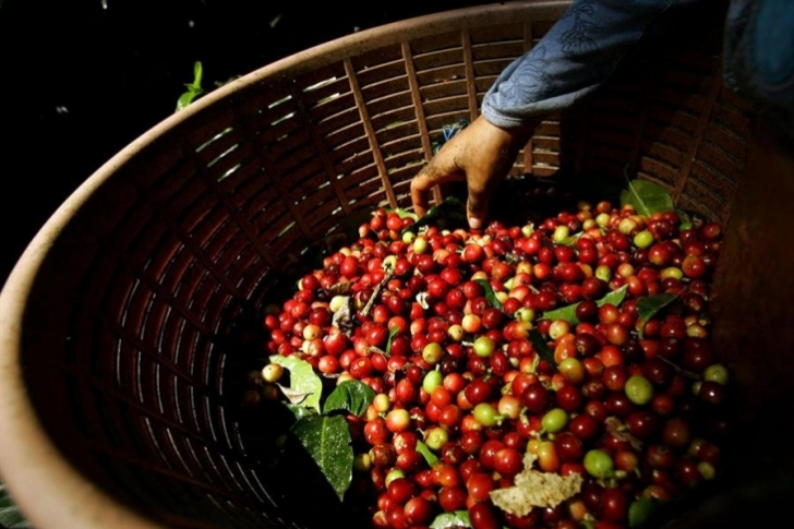Cafetaleros venezolanos iniciarán nueva cosecha con preocupación sobre los precios que impone la industria
