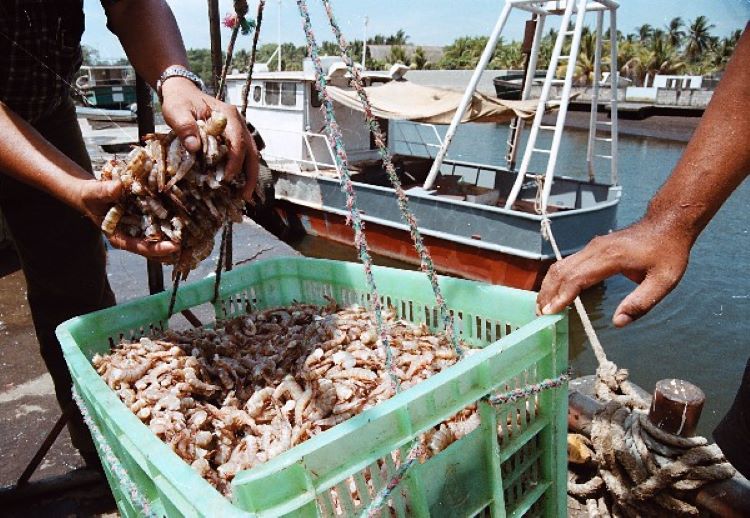 Producción de camarones creció 20% este año afirma Asociación de Camaroneros del Zulia