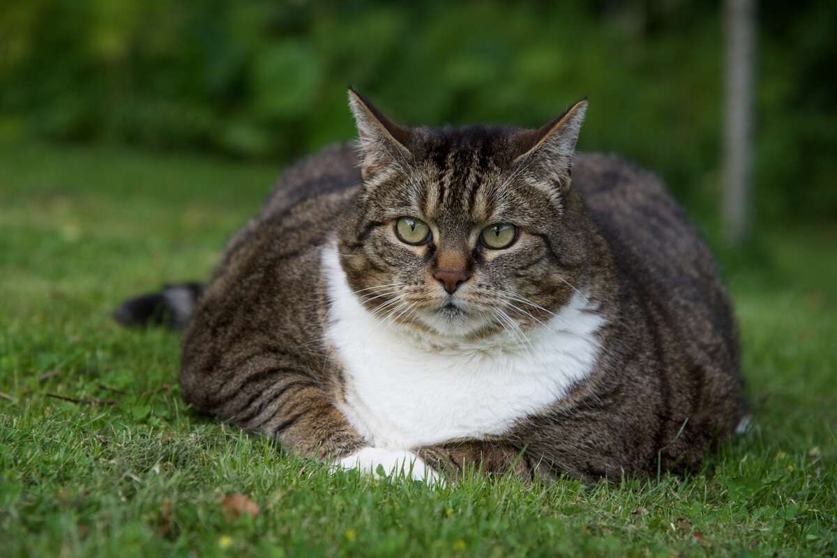 Recomiendan estar atentos al sobrepeso en gatos