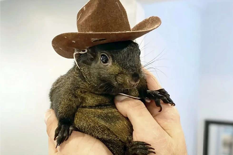 Policía de Nueva York sacrifica a una ardilla que había sido rescatada hace 7 años