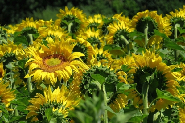 Girasoles que florecen en Portuguesa serán destinados a la producción de aceite comestible