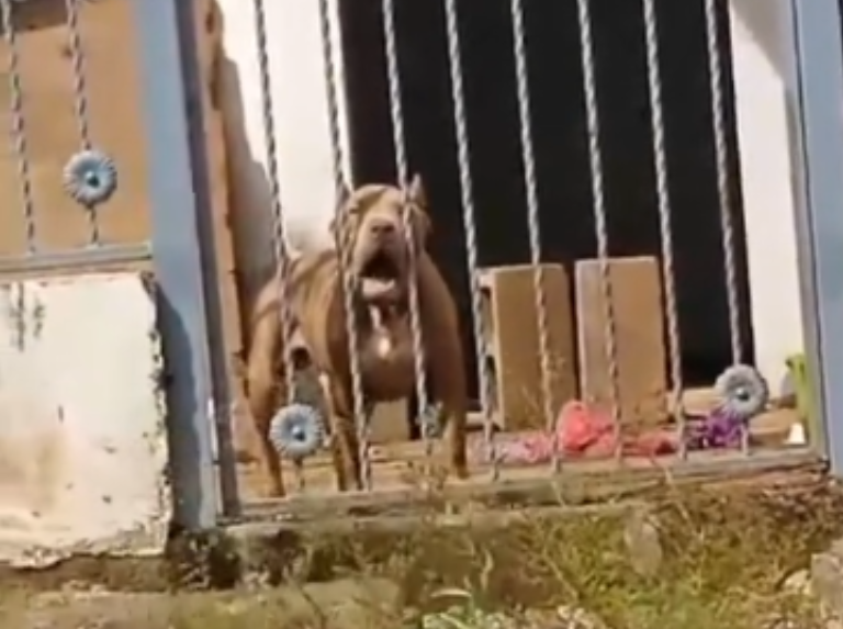 Un perro sorprende "al hablar", pidiendo agua