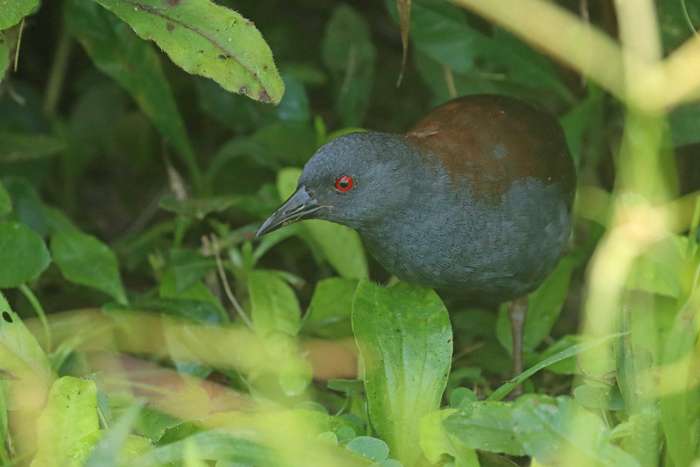 Aparece en Galápagos un ave que se creía extinta hace casi dos siglos