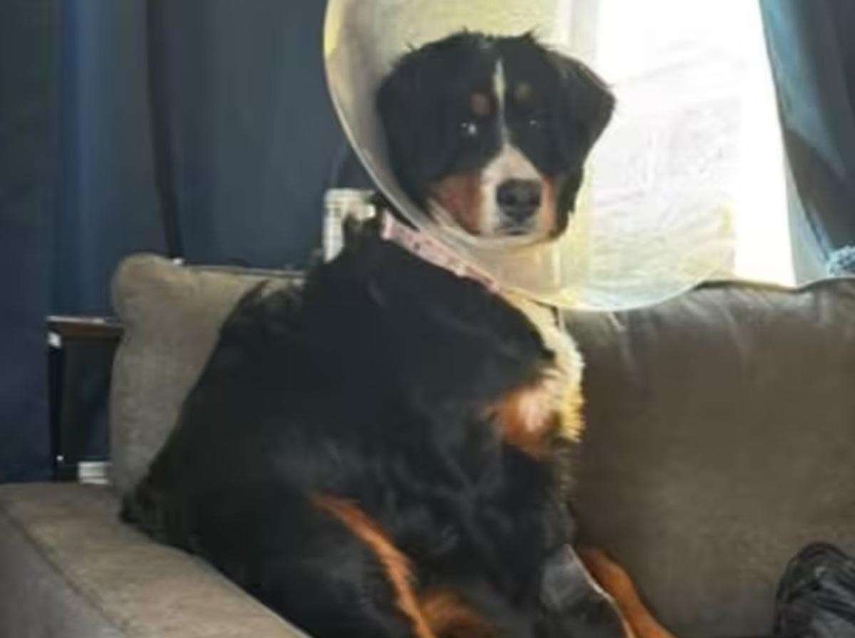 La pica hace que perros coman objetos extraños