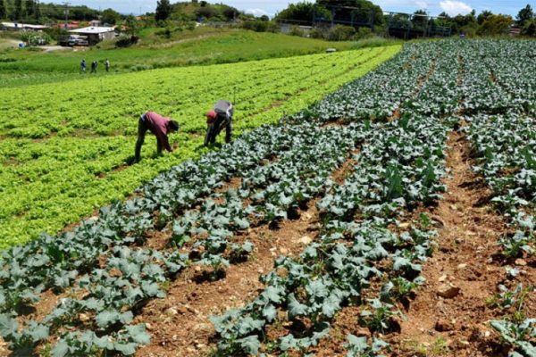 acceso a financiamiento incrementaría producción de arroz, café, maíz y azúcar en cinco años