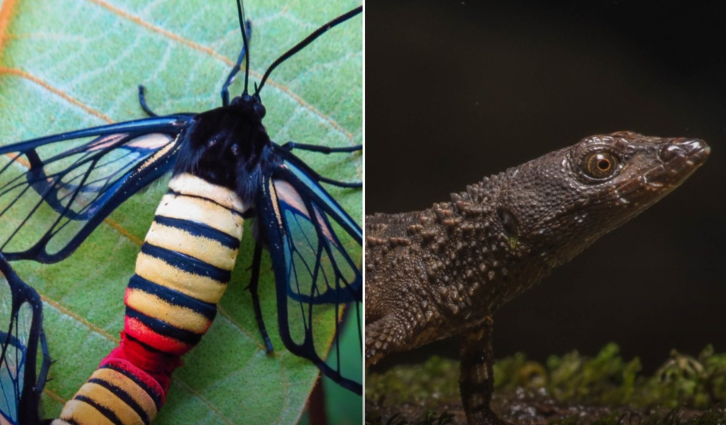 Hallan en Colombia dos nuevas especies de la fauna