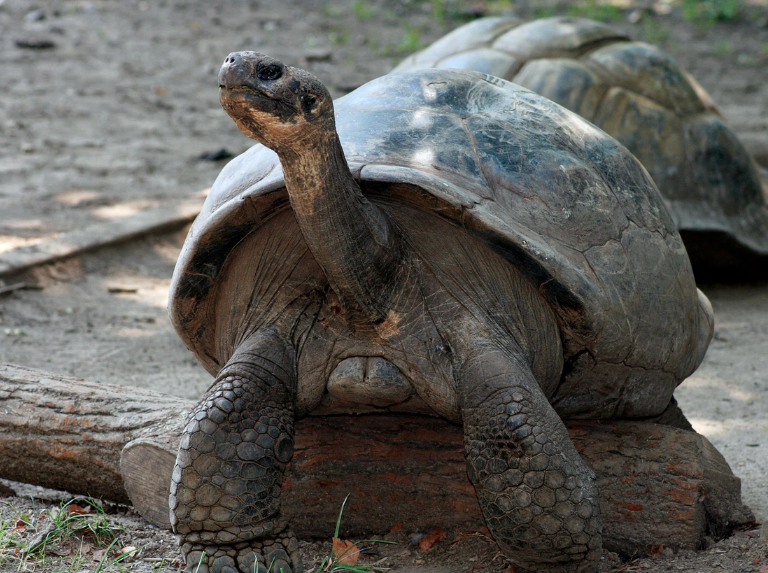 Nunca es tarde para hacer historia: Mommy, la tortuga mamá primeriza los 97 años