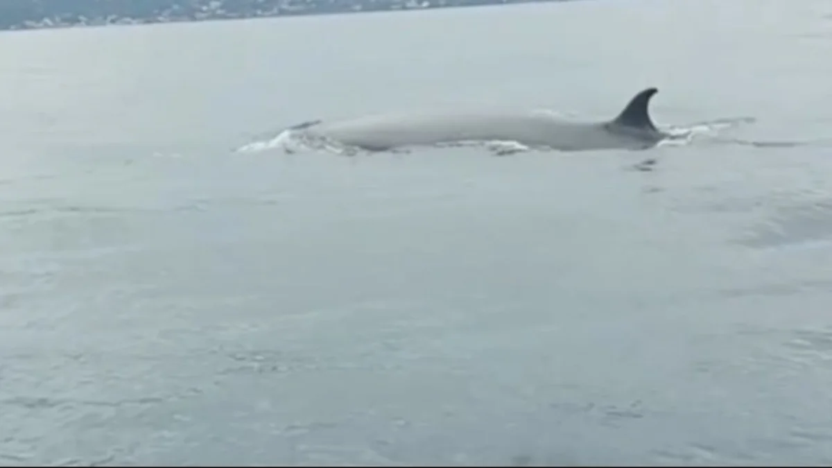 Reportan avistamiento de ballenas sardineras en La Guaira