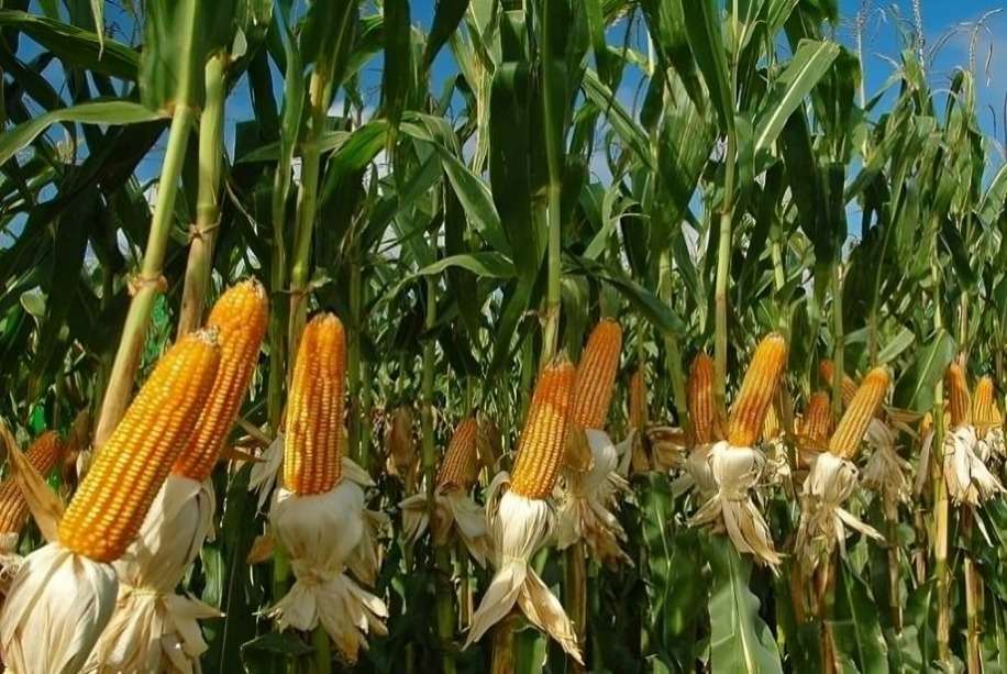Cabello: Polar chantajea a productores de maíz