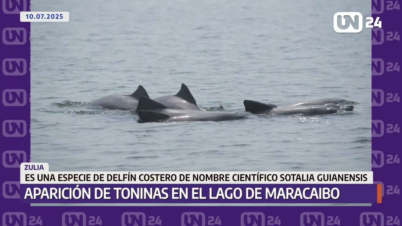 Aparecen toninas en el Lago de Maracaibo