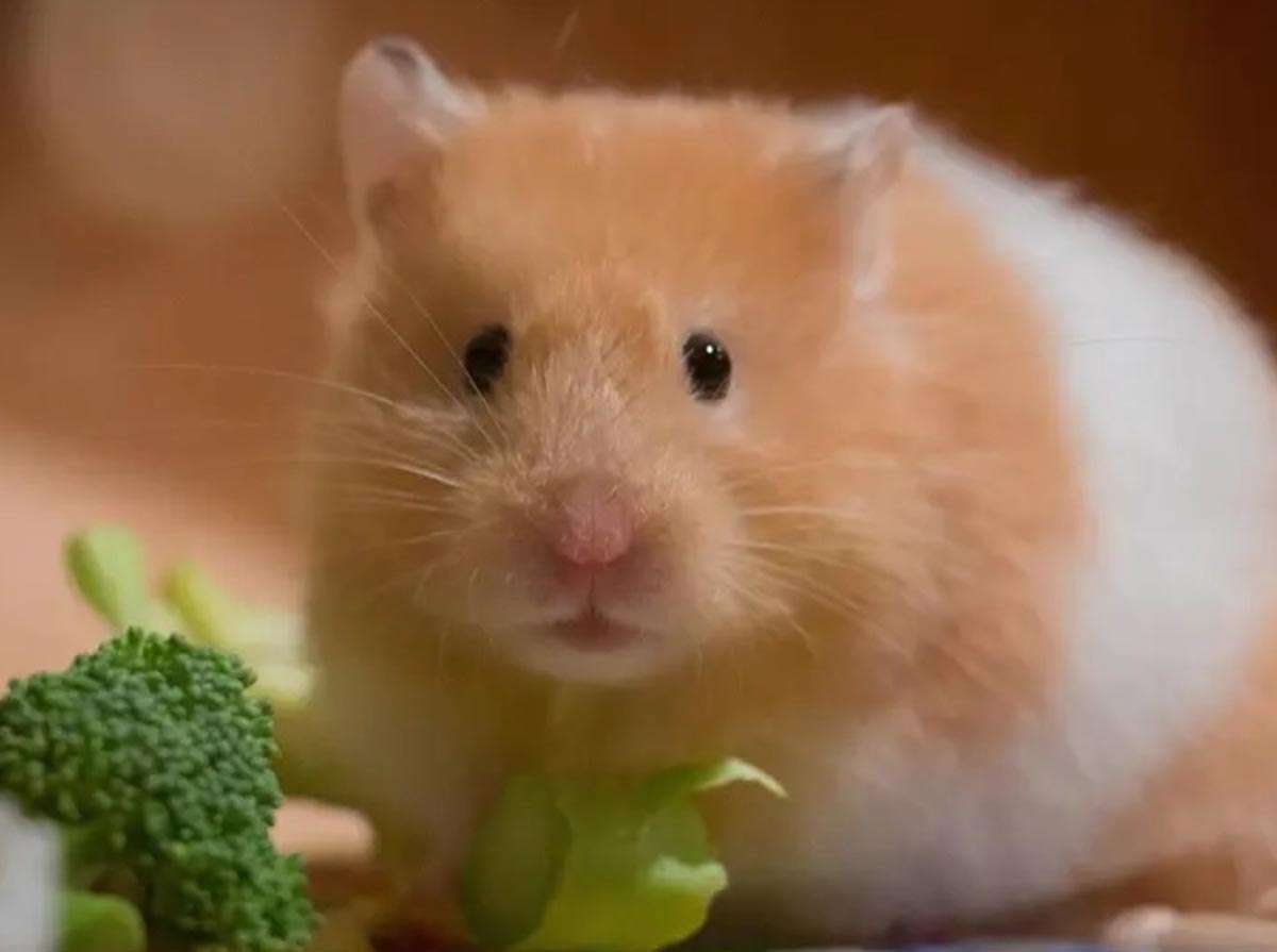 Los hámsters suelen ser animales muy populares