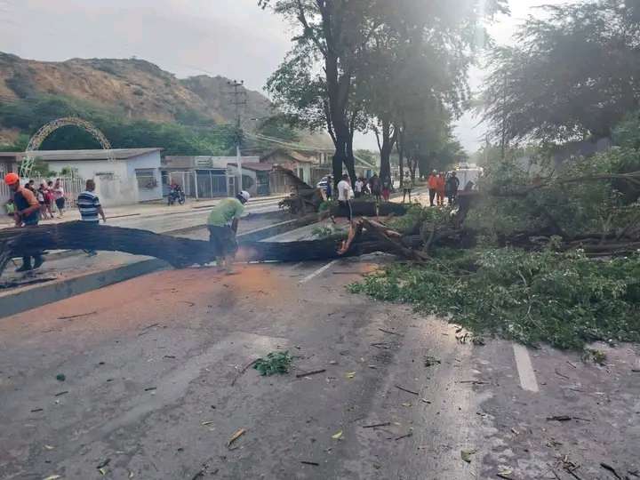 Árboles cedieron tras fuertes lluvias en Cumaná
