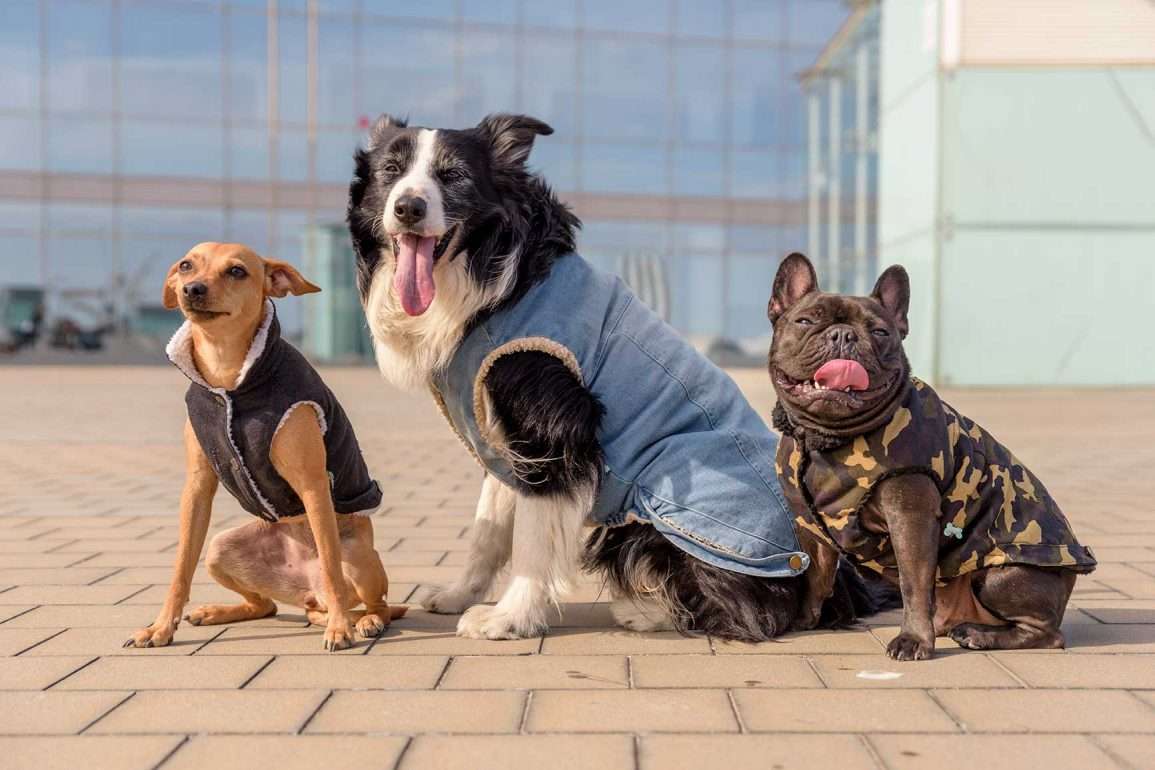 Mascotas quedan sin dueños por redadas migratorias