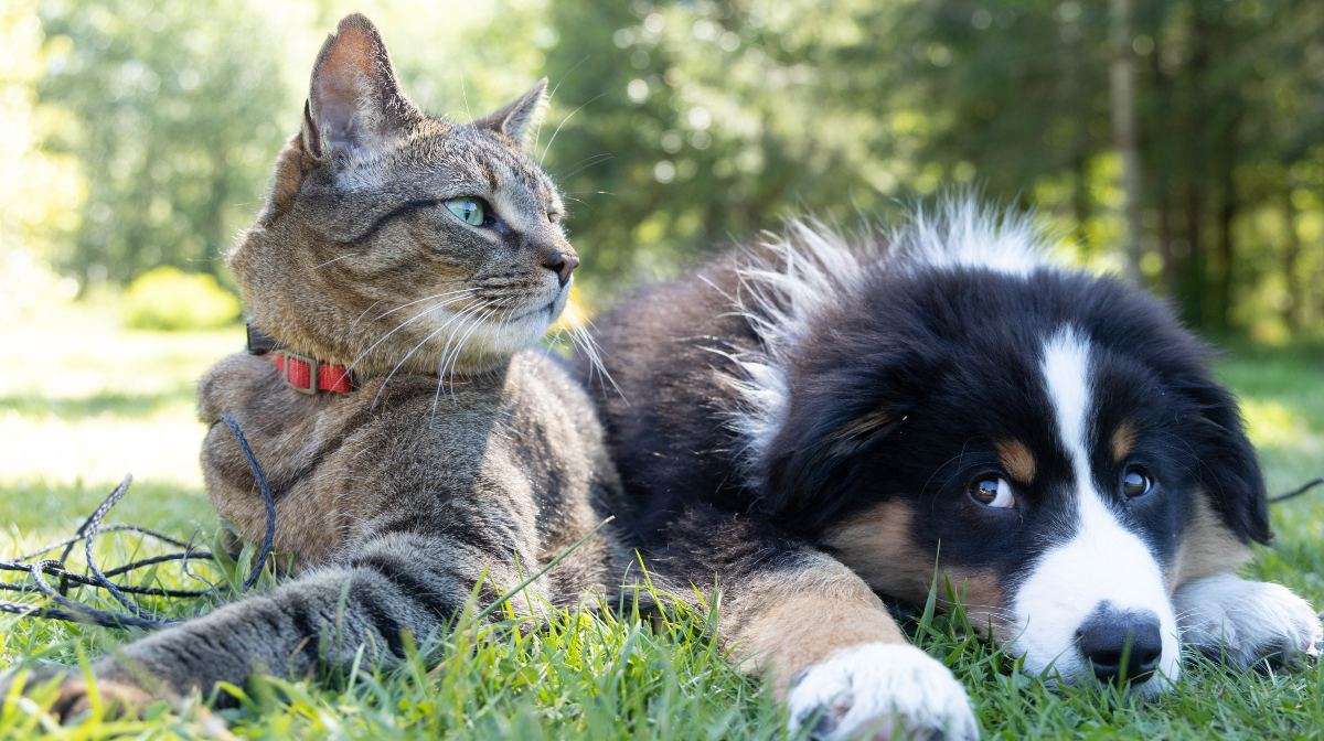 Inaugurada clínica veterinaria móvil en La Pastora