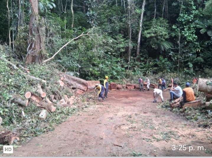 Retiran árbol caido en la vía hacia Choroní 
