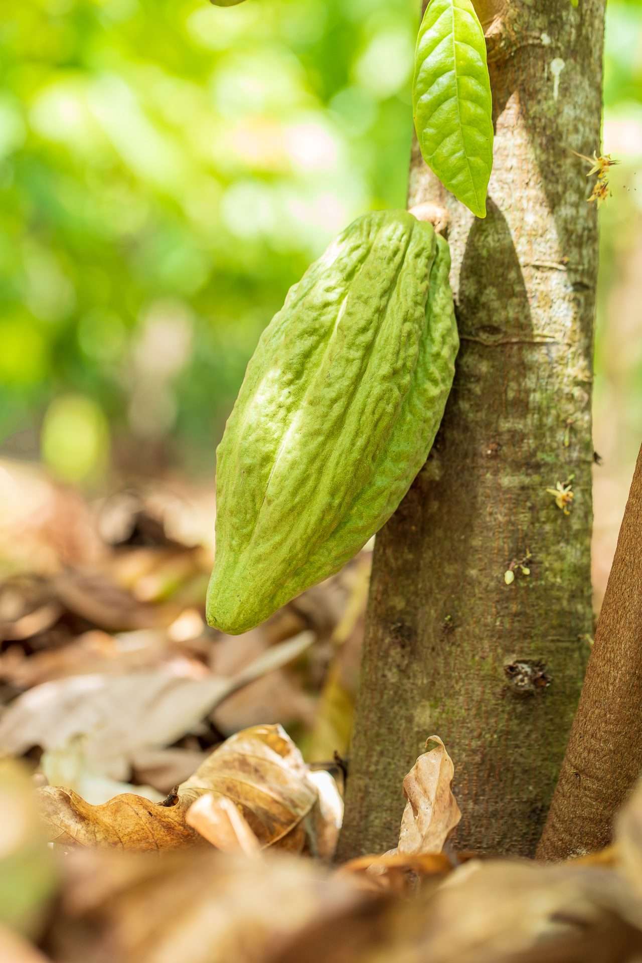 El chocolate tree to bar se expande por Venezuela