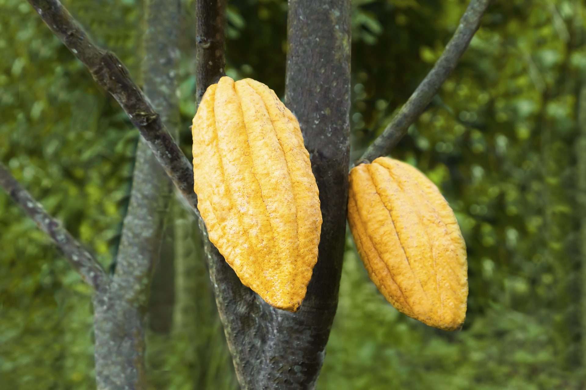 ¿Por qué es tan importante el cacao Villa de Ospino?