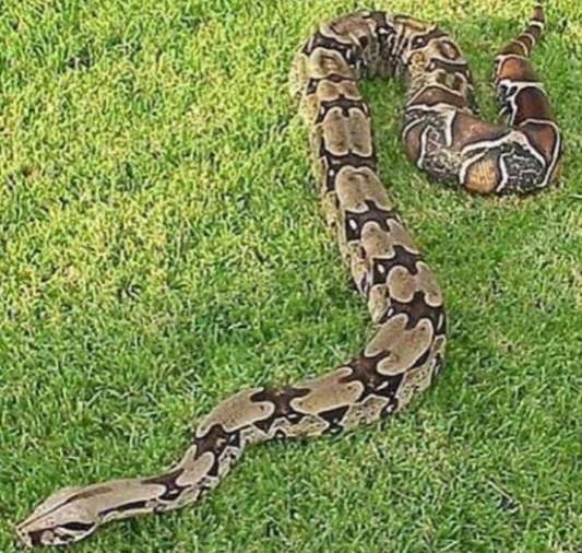 Zoológico de Maracay liberó 16 especies en el Henri Pittier 