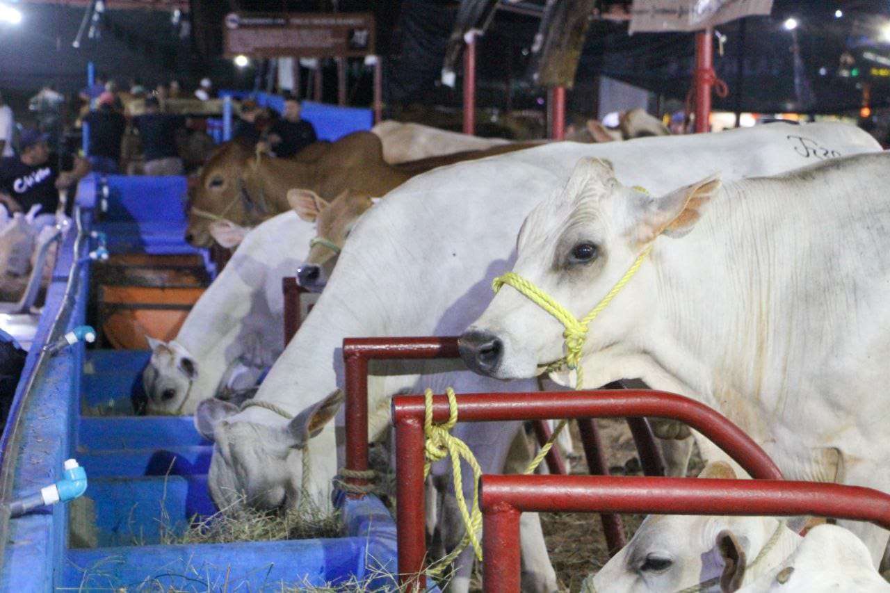 Campeona lechera de la expoferia de Mauroa produjo 68.400 kilos