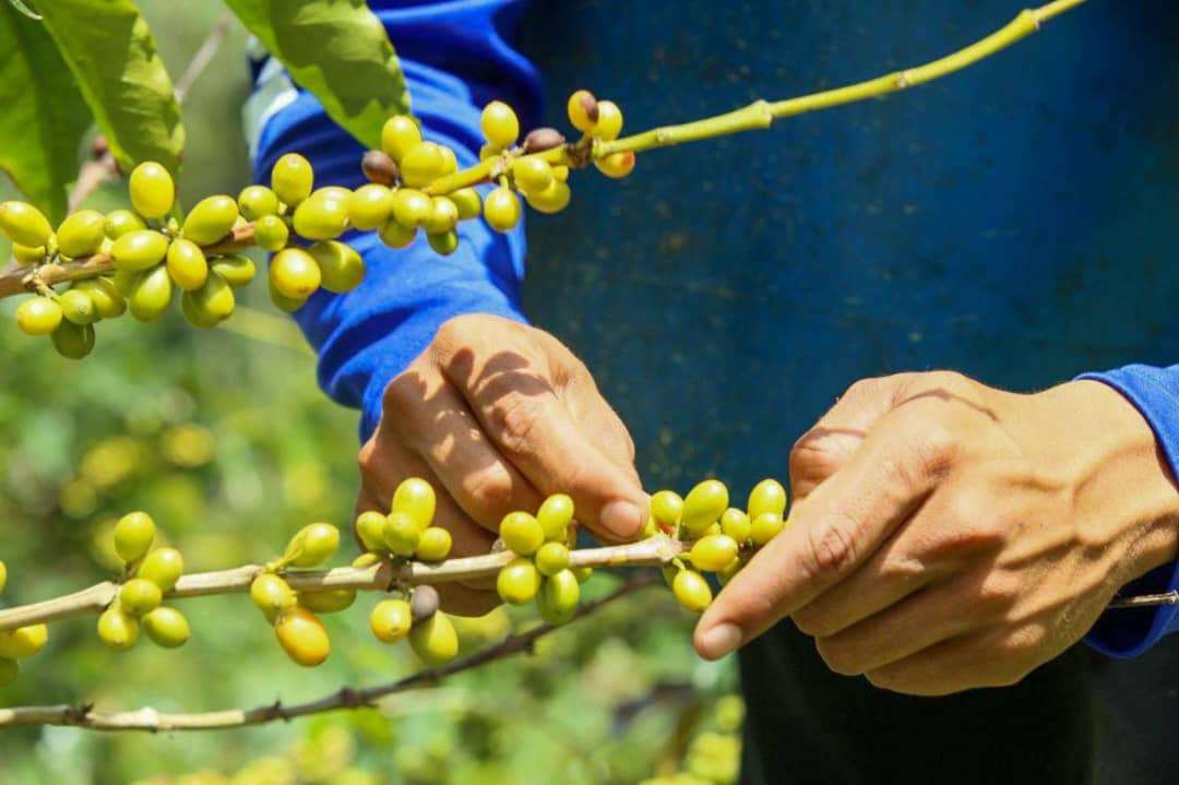 Abren recepción de muestras para el encuentro de Cafés de Especialidad Venezolano