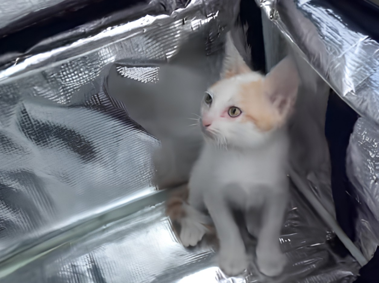 Delivery venezolano traslada a un gatito y las redes explotaron