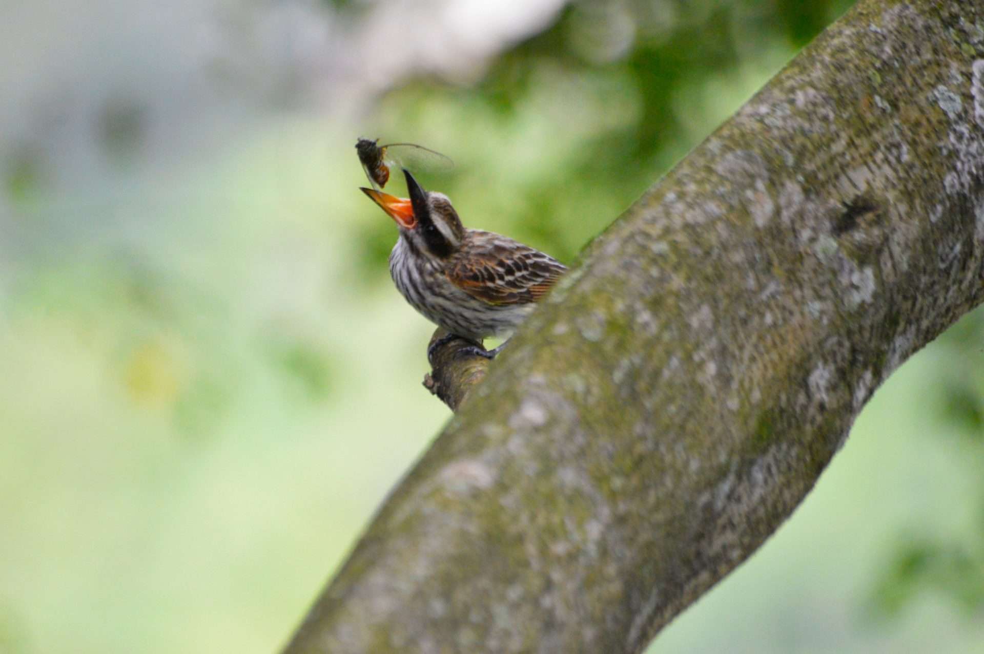 Ivic dictará taller de observación de aves en mayo