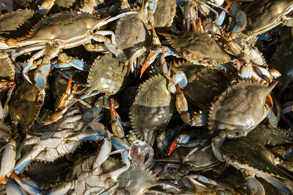 Venezuela cumple estándares de la Noaa y potencia exportación de productos del mar a EEUU