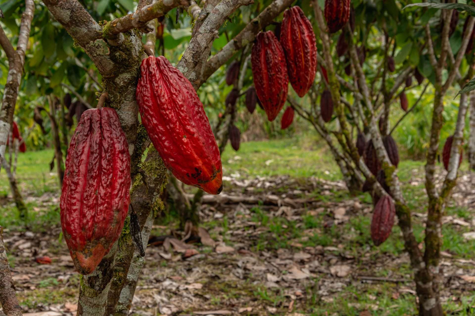 Venezuela desarrolla nanosensores para la producción de cacao