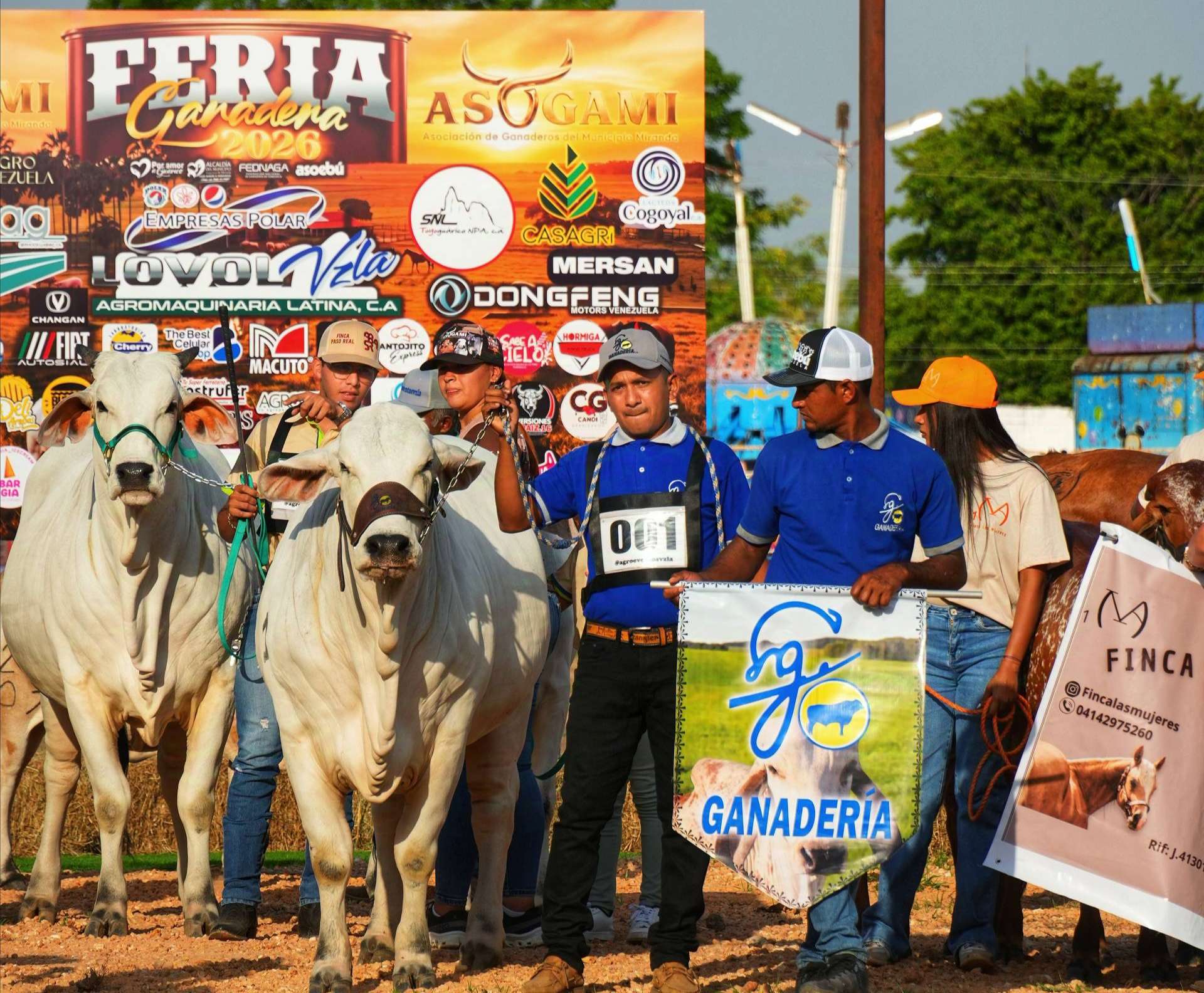 Animales de alta genética protagonizan la Feria Asogami 2026 en Guárico