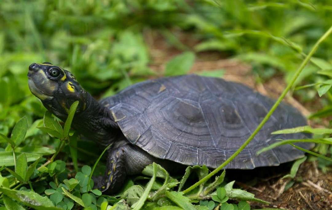 Liberarán 7.611 tortugas y caimanes en áreas protegidas de Apure