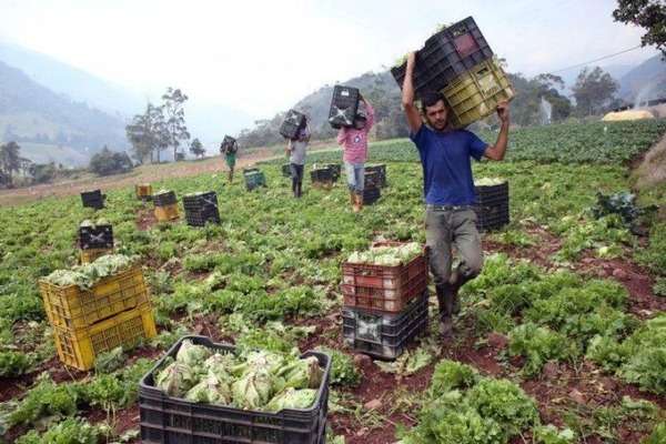 Productores avanzan hacia consolidación y proyección económica